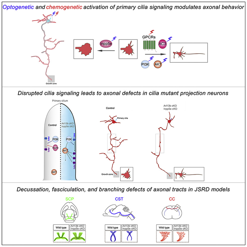 Activation of primary cilia.